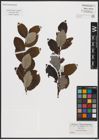 Foto von Salix caprea L.